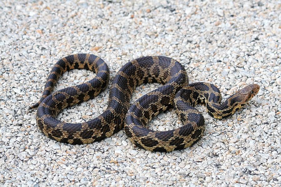 Bull snake Photograph by Roger Look - Fine Art America