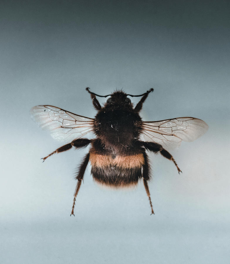 Bumblebee Photograph