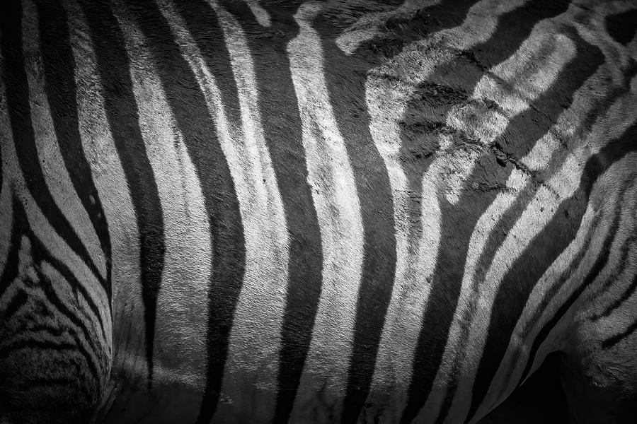Burchelles Zebra #3 Photograph by Keith Carey