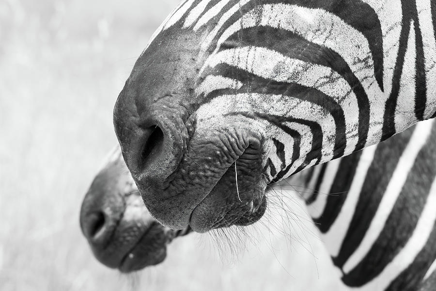 Burchells Zebra #1 Photograph by Keith Carey
