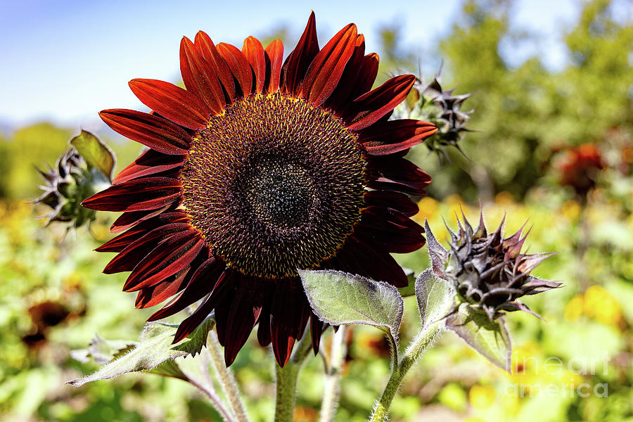 Burgundy Red Sunflower #2 Photograph by Vivian Krug Cotton
