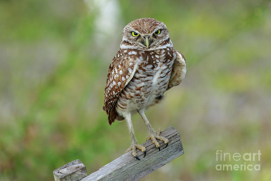 Burrowing Owl Cape Coral Photograph by Ben Graham - Fine Art America