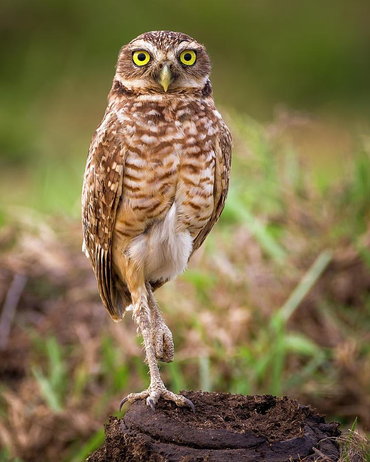 Burrowing Owl Hacienda La Cabana Tauramena Casanare Colombia #2 Photograph by Adam Rainoff