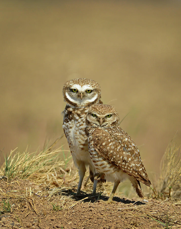 Burrowing Owl Pair #2 Photograph by Cindy McIntyre