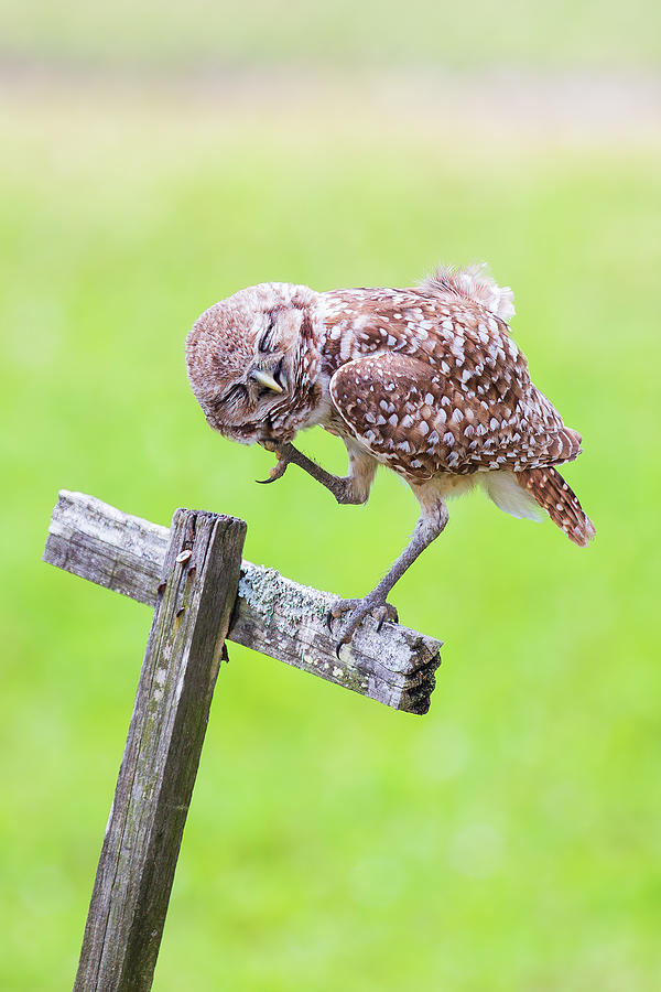 Burrowing Owl #2 Photograph by Paul Schultz