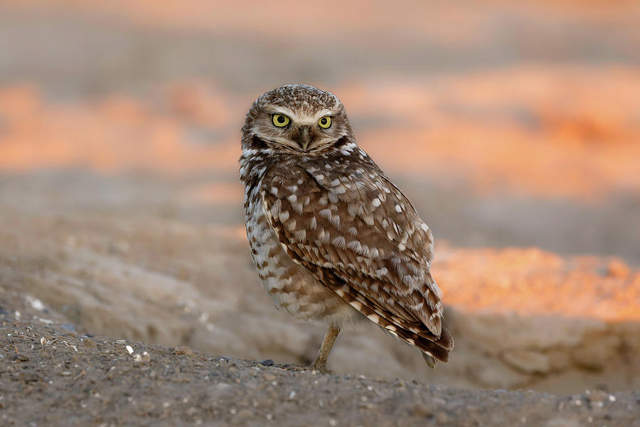 Burrowing Owl Portrait #2 Photograph by Wes and Dotty Weber