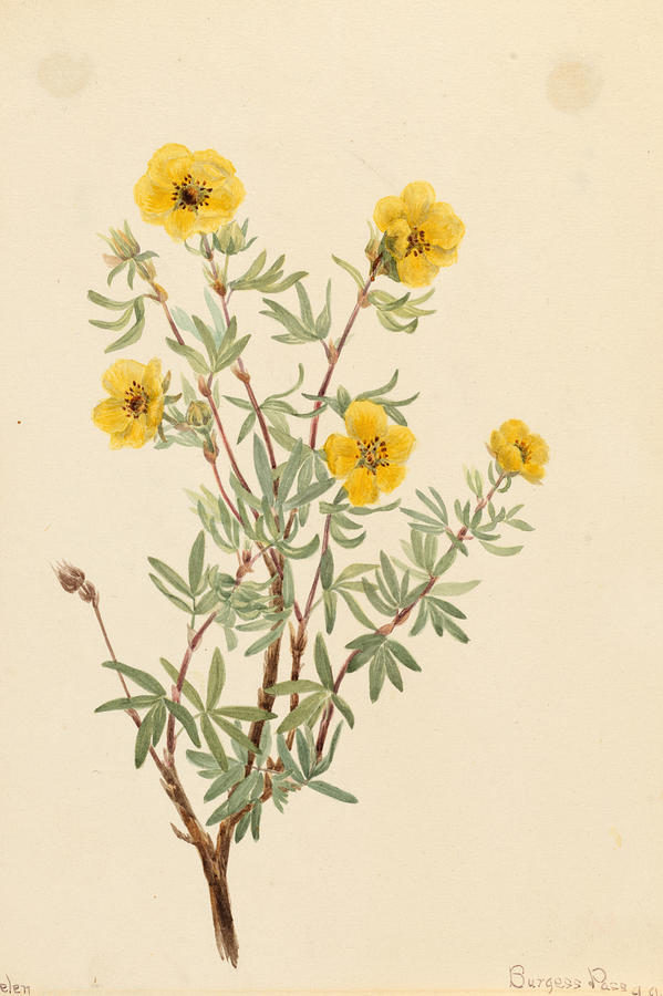 Bush Cinquefoil Potentilla fruticosa Drawing by Mary Vaux Walcott ...