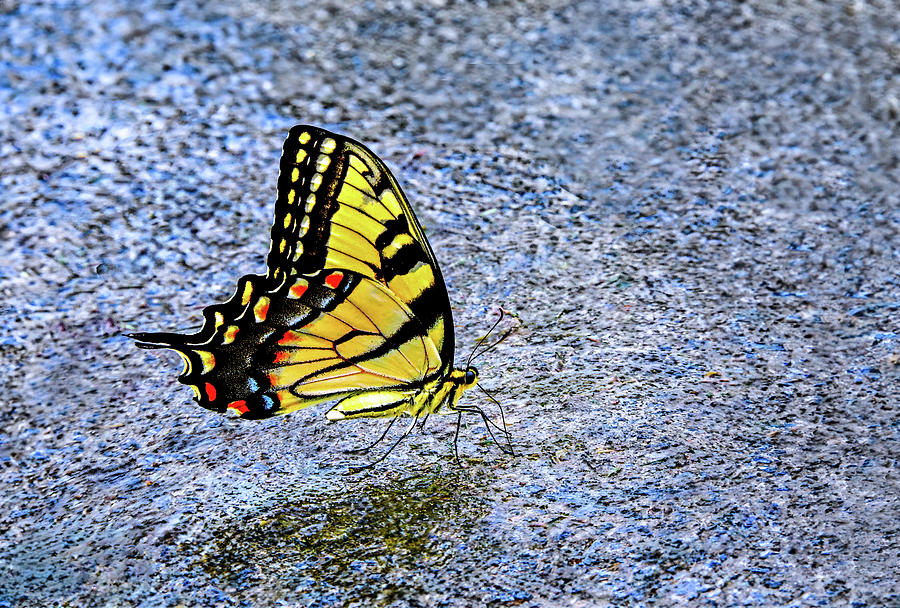 Butterflies Are Free To Fly Photograph By Daniel B McNeill - Fine Art ...