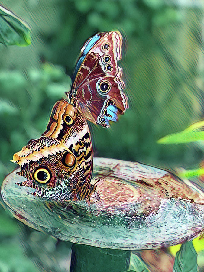  2 Butterflies #2 Digital Art by Cindy Greenstein
