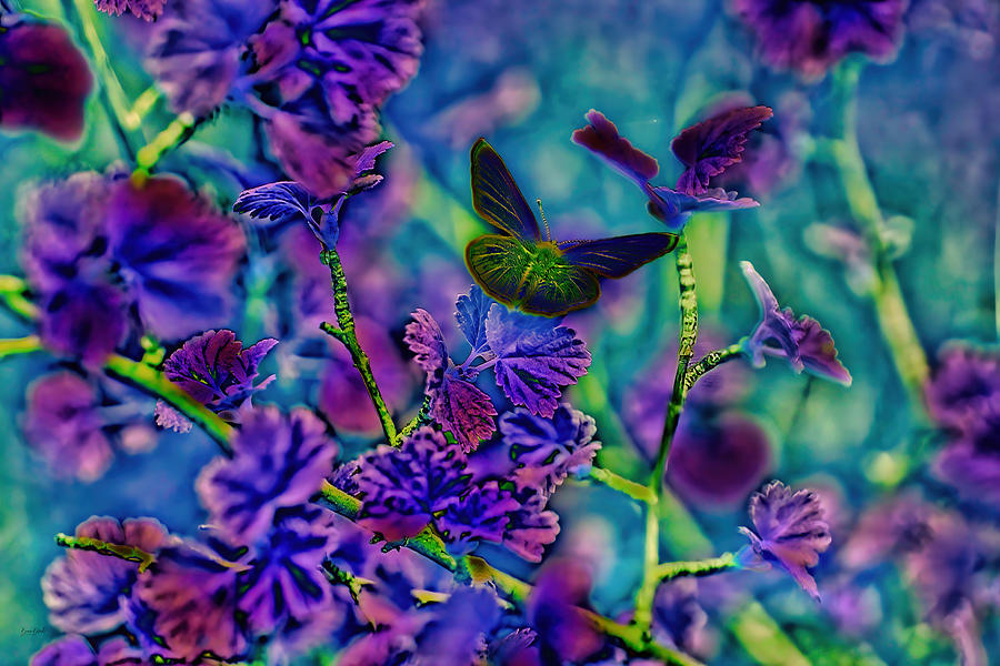 Butterfly #2 Digital Art by Bruce Block