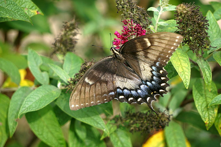 Butterfly #2 Photograph by Caryn La Greca