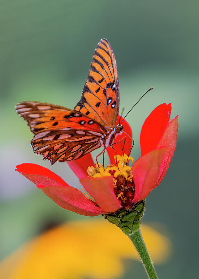 Butterfly - Gulf Fritillary #1 Photograph by Patti Deters