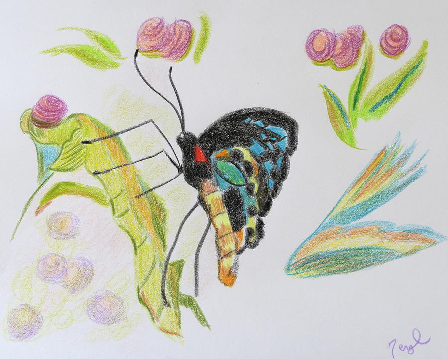 Butterfly Haven #2 Drawing by Meryl Goudey