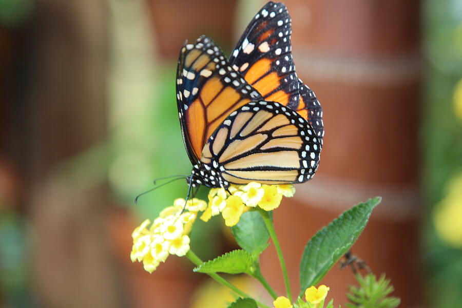 Butterfly #2 Photograph by John Walsh Butterfly #2 Photograph by John Walsh