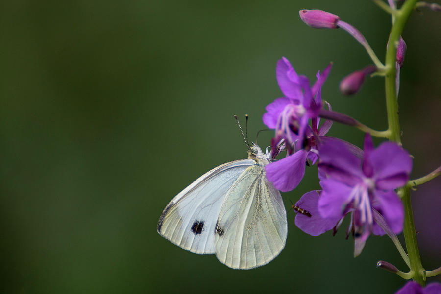 Butterfly on a flower by Pietro Ebner Butterfly on a flower by Pietro Ebner