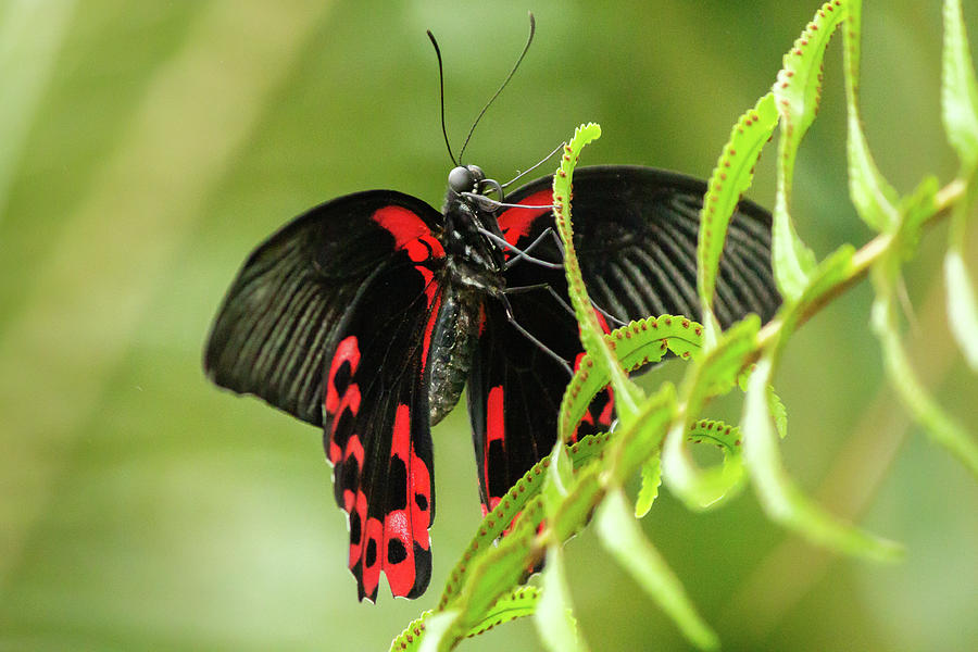 Butterfly red markings on black #2 Photograph by SAURAVphoto Online Store