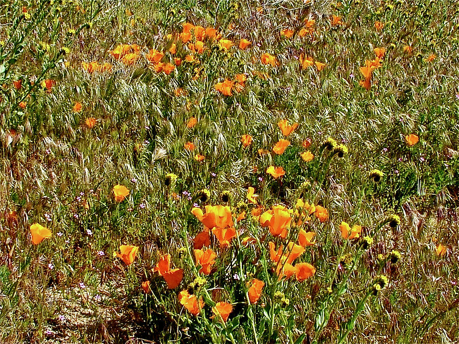 CA Poppies, Fiddleneck, Antelope Valley CA Poppy Reserve, California #2 Photograph by Ruth Hager