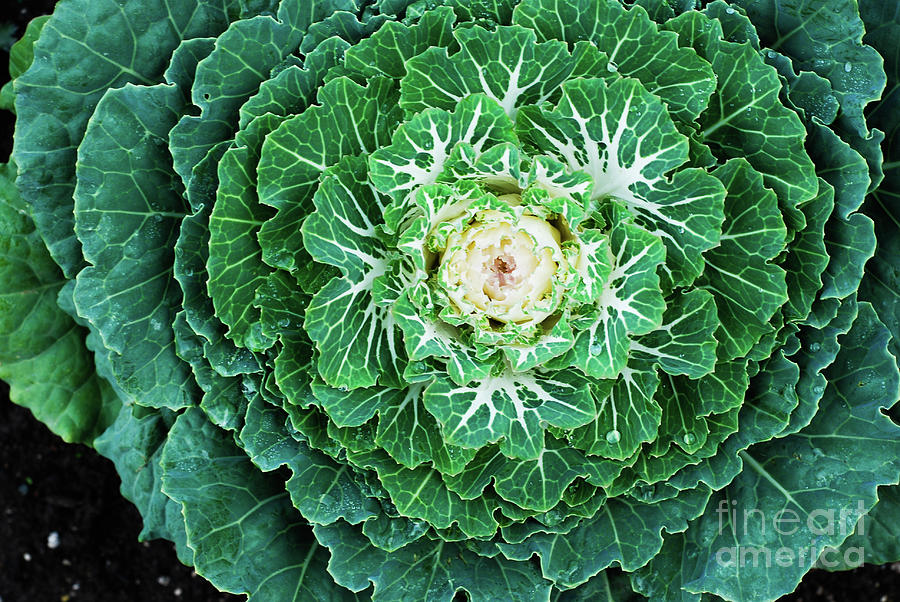 Cabbage Plant #2 Photograph by Ee Photography