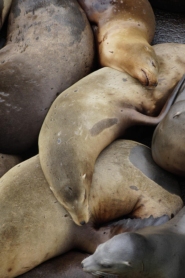 California sea lions asleep  #2 Photograph by Steve Estvanik