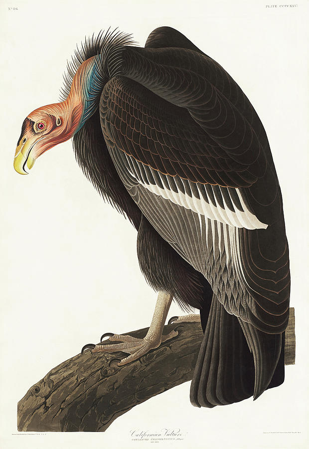 Audubon Birds Drawing - Californian Vulture #2 by John James Audubon