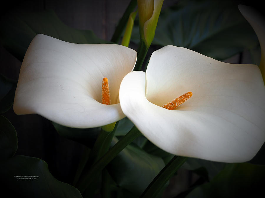 Calla Lily Beauty #2 Photograph by Richard Thomas