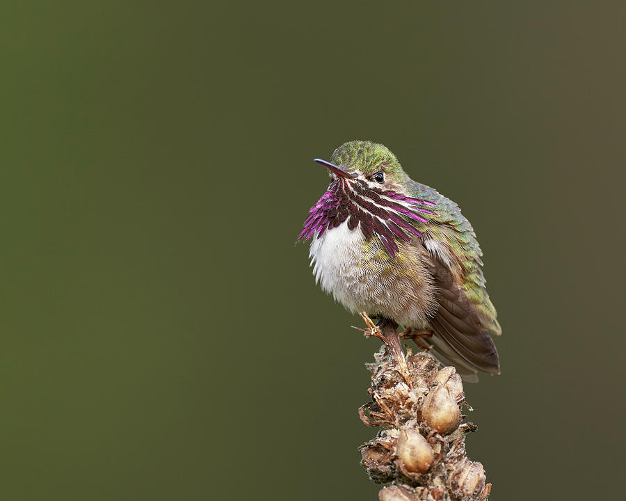 Birds Photograph - Calliope Hummingbird, El Dorado County California by Doug Herr Birds Photograph - Calliope Hummingbird, El Dorado County California by Doug Herr