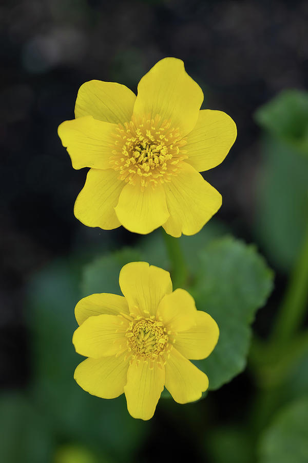Caltha Palustris Kingcup Yellow Flower #2 Photograph by Artur Bogacki