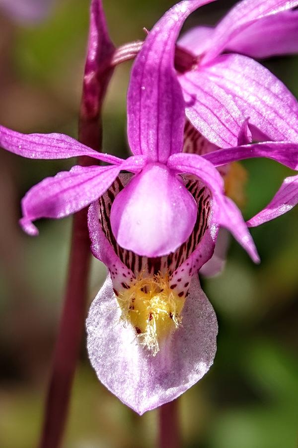 Calypso Orchid Photograph by Jeffrey Hall - Fine Art America