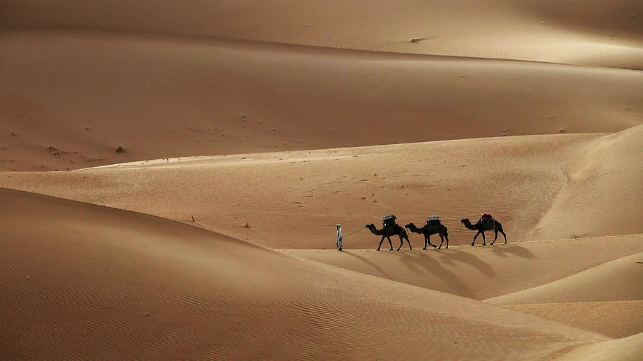 Camel caravan in desert sand dunes #2 Photograph by Mikhail Kokhanchikov