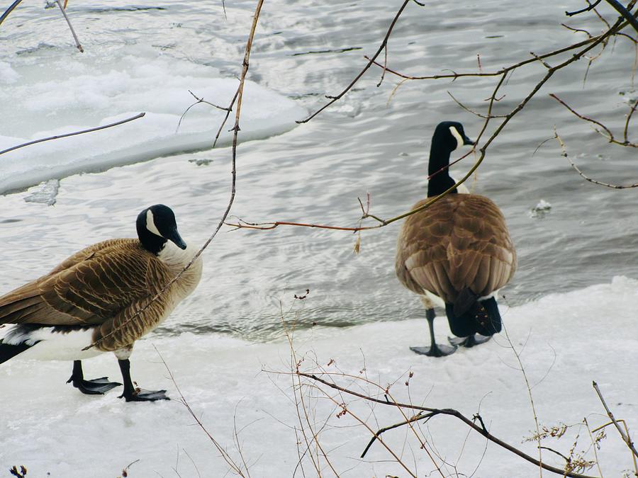 Canada geese #3 Photograph by Stephanie Moore