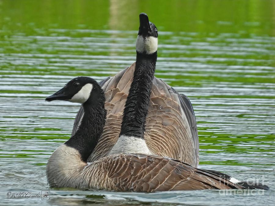 Canada Goose Couple #1 Photograph by J McCombie