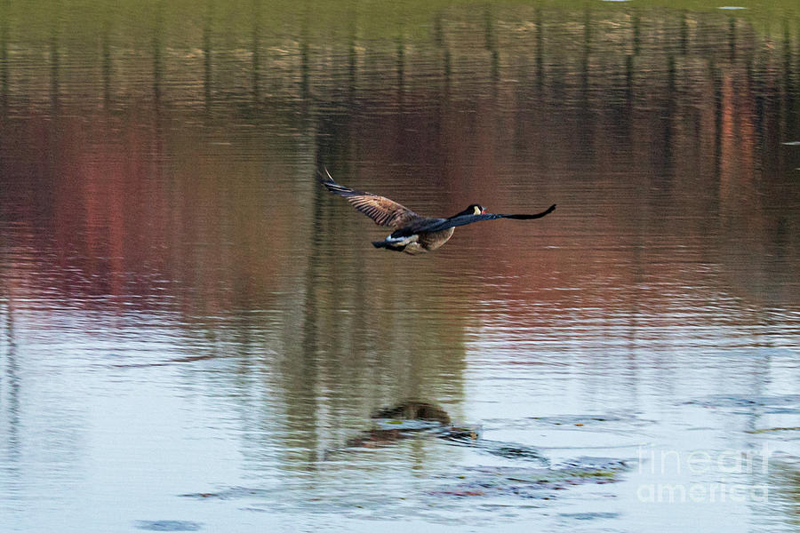 Canada Goose Flying #2 Photograph by Thomas Marchessault