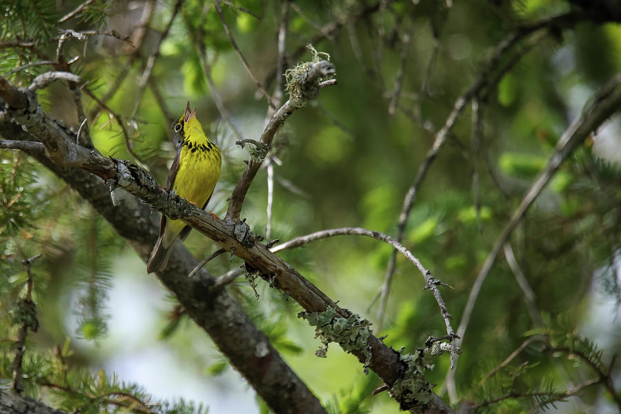 Canada Warbler #2 Photograph by Brook Burling