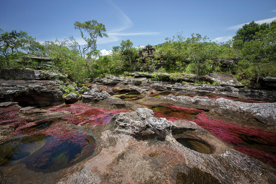 Cano Cristales La Macarena Meta Colombia #2 Photograph by Tristan Quevilly