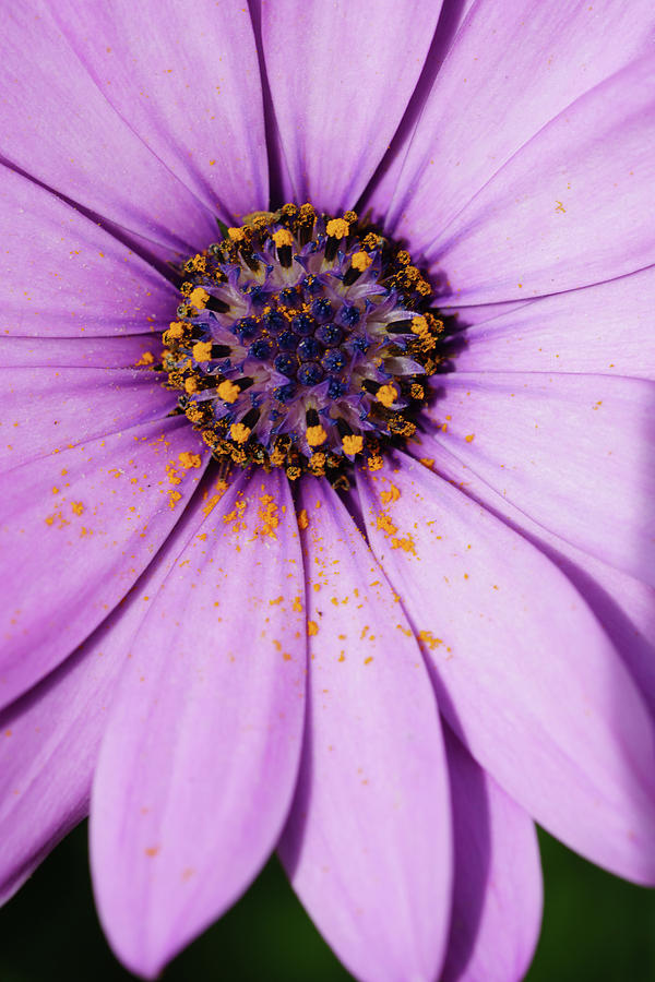 Cape Daisy Osteospermum flower #2 Photograph by Mike Fusaro