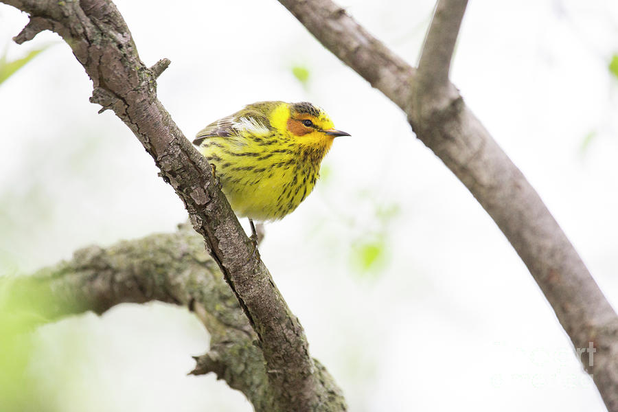 Cape May Warbler Series 3 Photograph by Jeannette Hunt
