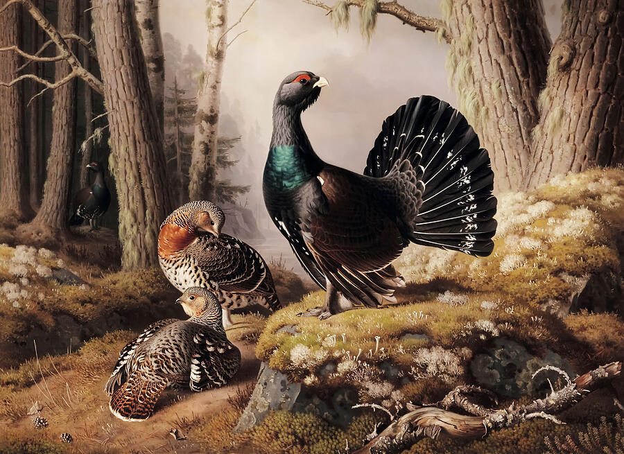 Wildlife Painting - Capercaillies courting  #2 by Ferdinand von Wright