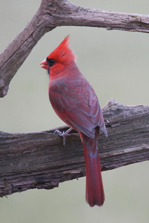 Cardinal #2 Photograph by Brook Burling