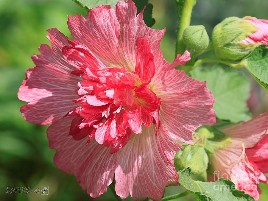 Carmine Rose Hollyhock from the Spring Celebrities Formula Mix #2 Photograph by J McCombie