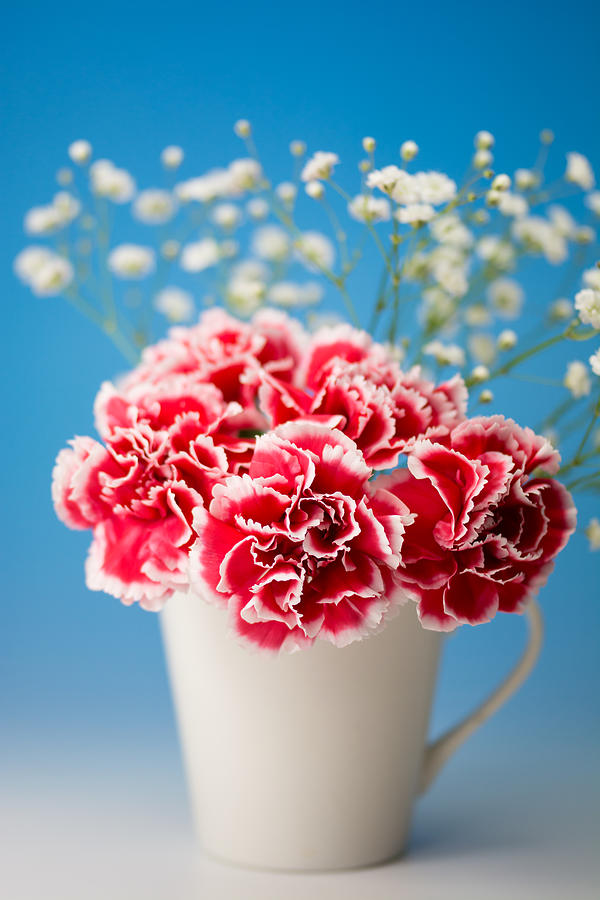 Carnation #2 Photograph by Tomophotography