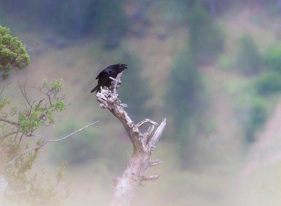 Carrion crow, corvus corone singing #2 Photograph by Elenarts - Elena Duvernay photo