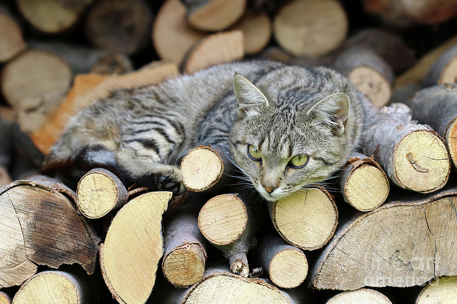 Cat resting on a heap of logs #2 Photograph by Michal Boubin