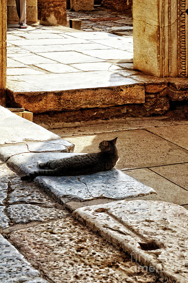 Cats of Ephesus #2 Photograph by HD Connelly
