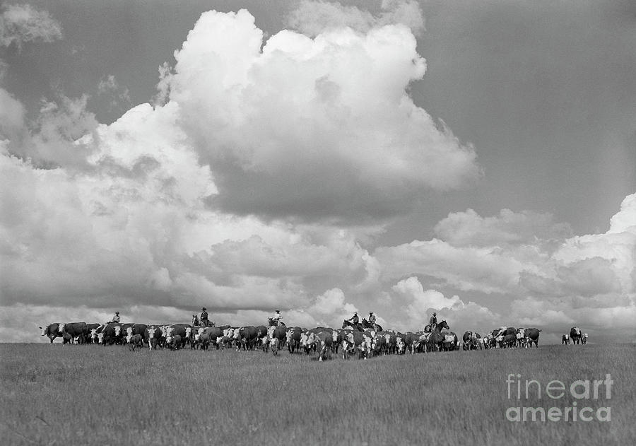 Cattle Drive, 1939 #2 Photograph by Arthur Rothstein