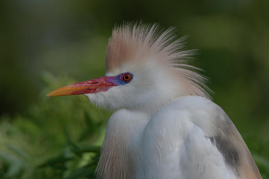 Cattle Egret #3 Photograph by Carolyn Hutchins