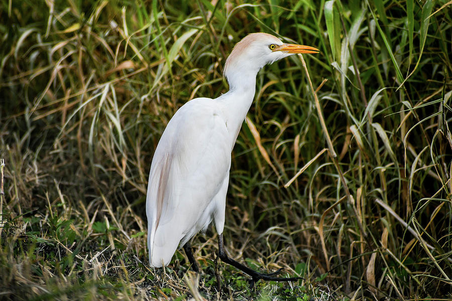 Cattle egret in the Orlando Wetlands in Florida #2 Photograph by Lisa ...