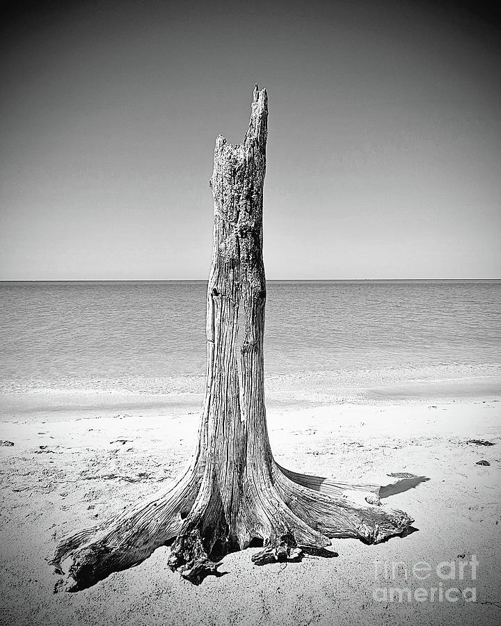 Caya Costa Driftwood #2 Photograph by Chris Andruskiewicz