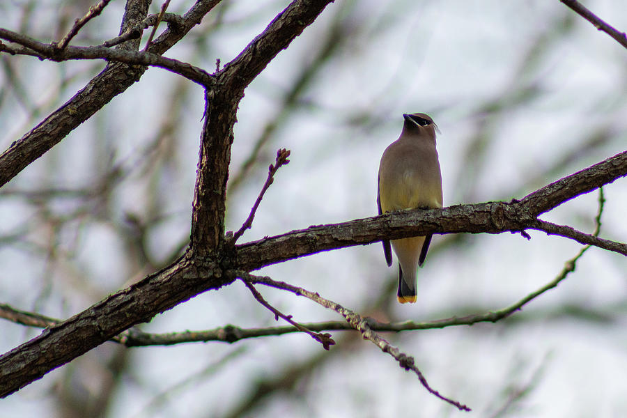 Cedar Waxwing In Tree by Michael Munster Cedar Waxwing In Tree by Michael Munster