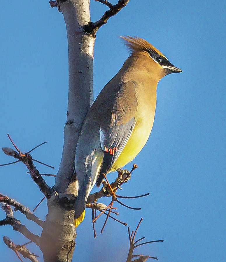 Cedar  Waxwing #2 Photograph by Mark Mille