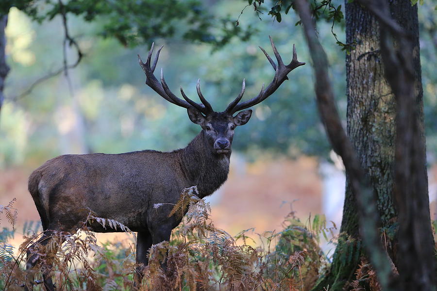 Cerf Photograph by Eric Trihan | Fine Art America